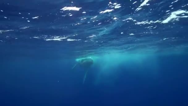 Горбатые киты плавают — стоковое видео