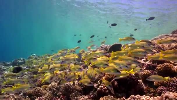 Snappers em um recife tropical — Vídeo de Stock