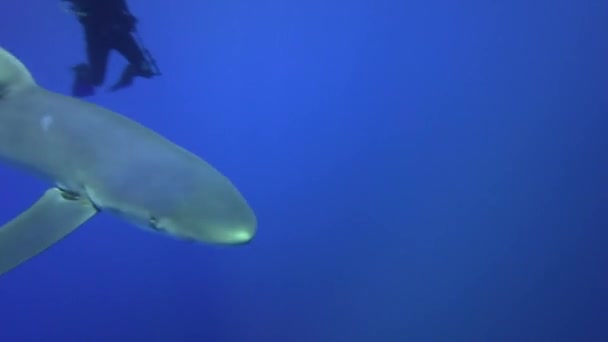 Blue shark scuba dalgıçlar ile — Stok video