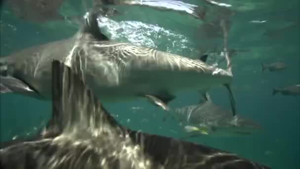 Decenas de tiburones nadando — Vídeos de Stock