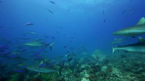 Tiburones en busca de comida — Vídeo de stock
