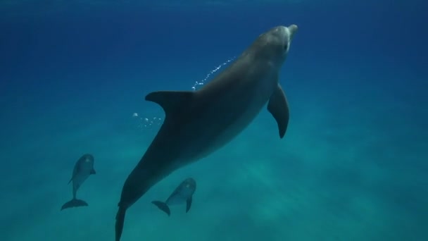 Delfines en las aguas cristalinas — Vídeo de stock