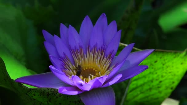 Lotus çiçeği ve arı — Stok video