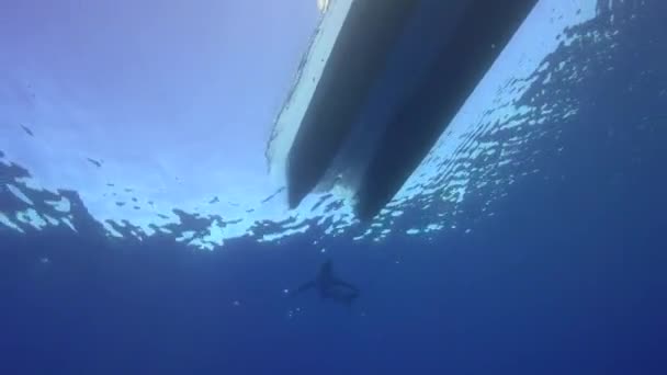 水表面近傍のサメ — ストック動画