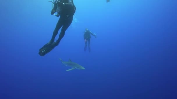 Tubarão azul com mergulhadores — Vídeo de Stock