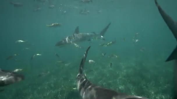 Des dizaines de requins nagent 