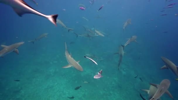 Requins gris de récif et poissons — Video