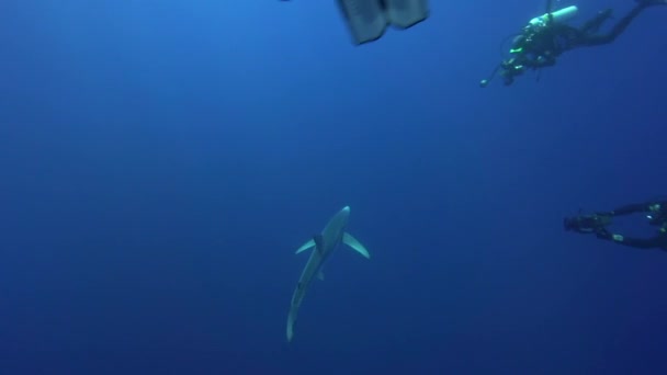 Tiburón plateado en el agua azul — Vídeos de Stock