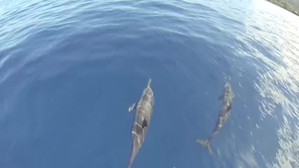 Grupo de delfines hilanderos — Vídeo de stock