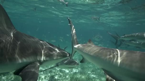 Decenas de tiburones nadando — Vídeo de stock