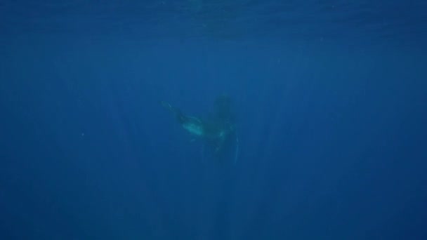 Ballenas jorobadas alrededor de Tahití — Vídeos de Stock