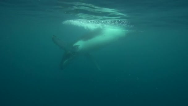 Humpback whale swimming — Stock Video