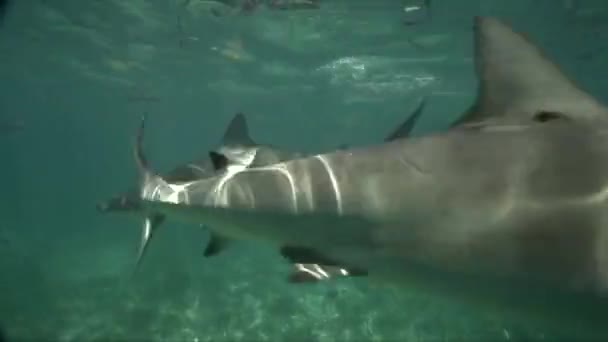 Több tucat cápák úszás — Stock videók