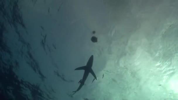 Акула, пересекающая солнце — стоковое видео
