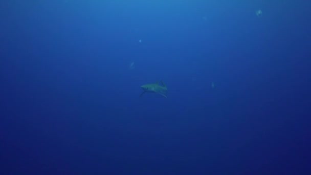 Срібляста фігурна акула у блакитній воді — стокове відео