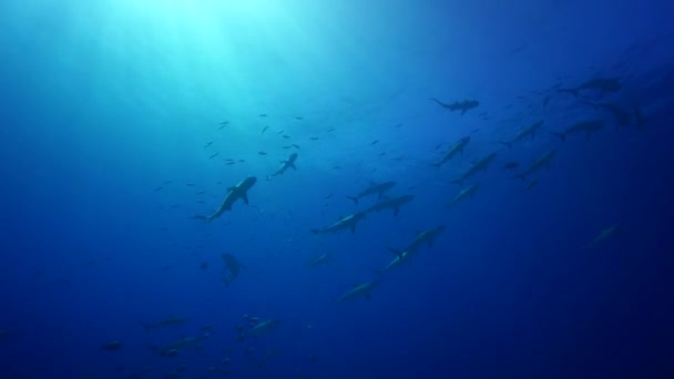 Grey reef sharks — Stock Video