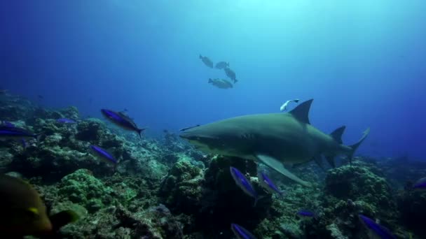 Tubarões e peixes das Caraíbas — Vídeo de Stock