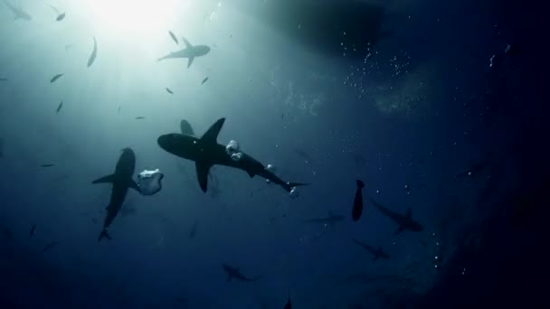 Grey reef sharks — Stock Video