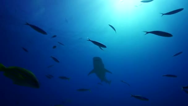 Tiburones y peces del Caribe — Vídeo de stock