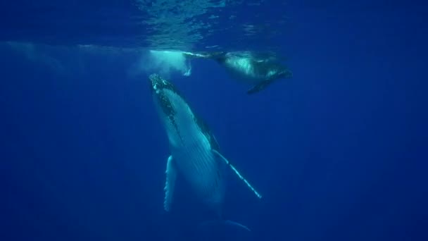 Ballenas jorobadas alrededor de Tahití — Vídeos de Stock