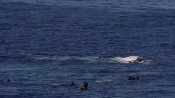 Ballena jorobada nadando — Vídeo de stock