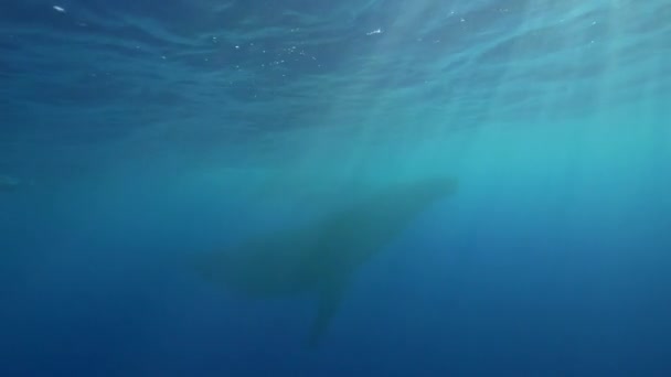 泳ぐザトウクジラ — ストック動画