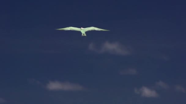 Rosenseeschwalbe fliegt in den Himmel — Stockvideo