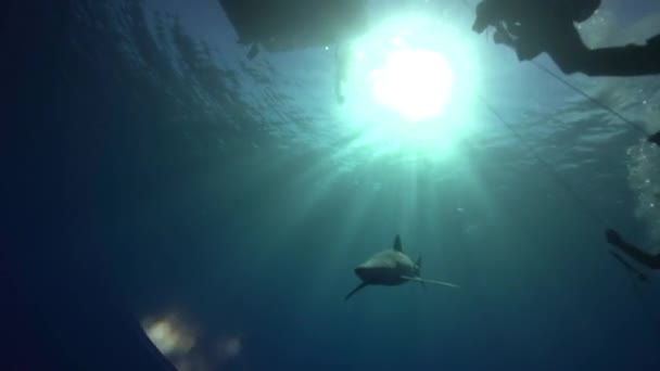 Blauwe haai met duikers — Stockvideo