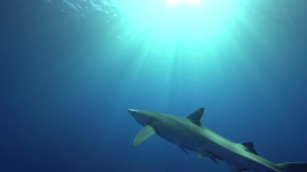 Blue shark with scuba divers — Stock Video