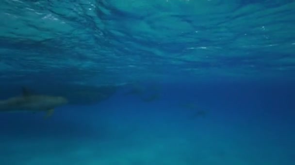 Delfines en las aguas cristalinas — Vídeo de stock