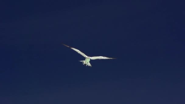 Tern roseate voando no céu — Vídeo de Stock