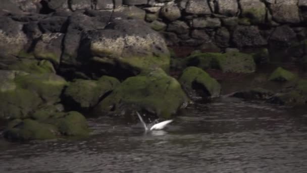 Buceo de gaviotas en el océano — Vídeo de stock