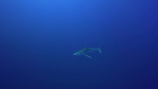 Blauwe haai met duikers — Stockvideo