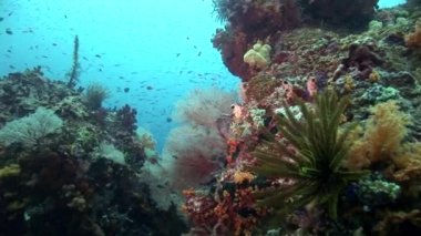 mercan resif seyahat