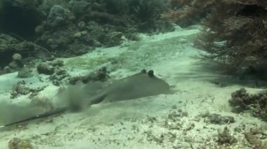 Stingray mercan resif üzerinde