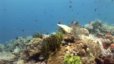 mercan resif balık yakınındaki