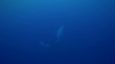 Kambur balinalar, Tahiti çevresinde,