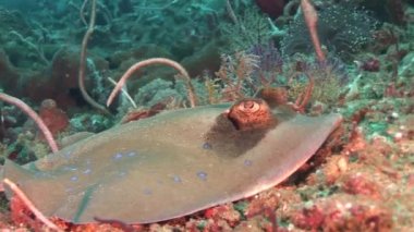 Stingray mercan resif üzerinde