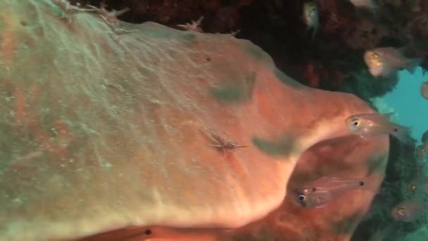 Camarones caminando sobre un coral — Vídeo de stock