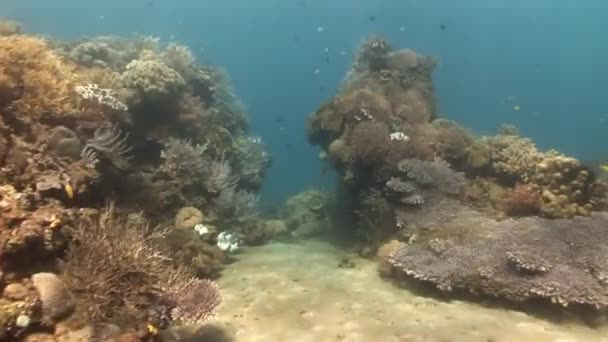 Peces cerca del arrecife de coral — Vídeo de stock