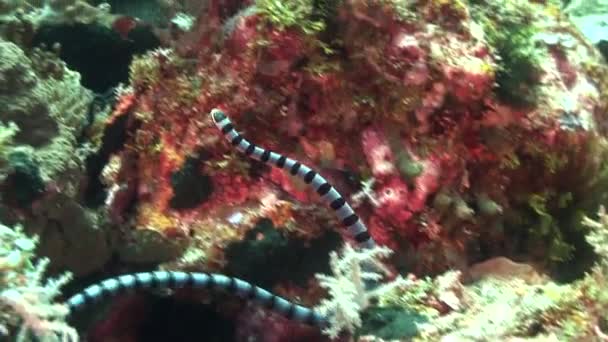 Serpiente buscando comida — Vídeo de stock