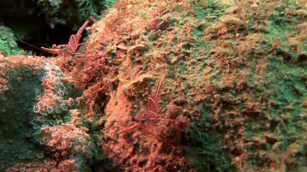 エビ、珊瑚の上を歩く — ストック動画
