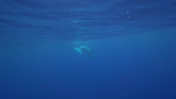 赤ちゃんのザトウクジラ — ストック動画