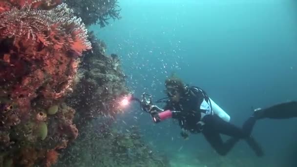 Fotógrafo buceador de buceo — Vídeo de stock