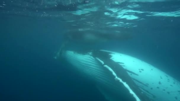 Humpback whales, around Tahiti, — Stock Video