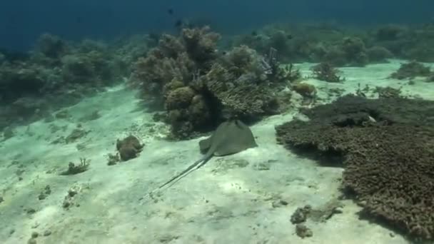 Stingray en el arrecife de coral — Vídeo de stock