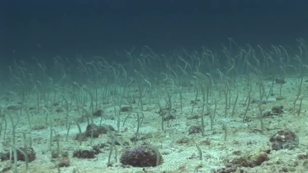 Anguilas de jardín en pendiente — Vídeo de stock