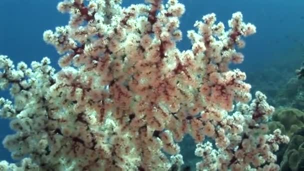 Underwater shot of coral reef — Stock Video