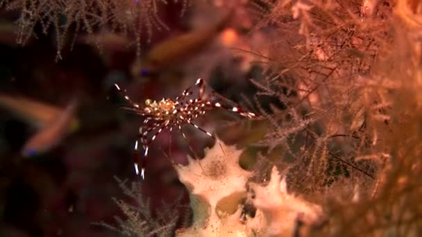 Camarões que andam sobre um coral — Vídeo de Stock