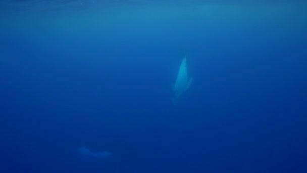 Rorquals à bosse, autour de Tahiti ,